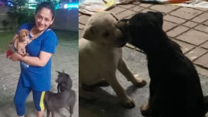 শ্রীলেখার ফ্ল্যাটে কুকুর কেন! ক্ষুব্ধ প্রতিবেশীকে কটাক্ষ করে নেটদুনিয়ায় সরব অভিনেত্রী