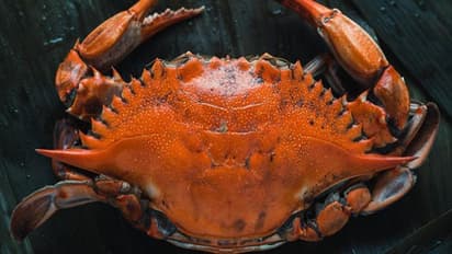 ലോകത്തിലെ‌ ഏറ്റവും വില കൂടിയ ഞണ്ട് ഇതാണ്;  വില കേട്ടാൽ ആരായാലും ഒന്ന് ഞെട്ടും