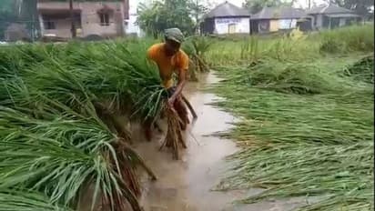 পাকা ধানে মই দিল বুলবুল, কৃষকদের মাথায় হাত