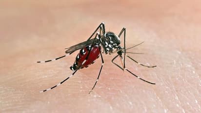 ಕೊಪ್ಪಳ: ದೇವಲಾಪುರದಲ್ಲಿ ನಾನಾ ಜ್ವರ, ಆತಂಕದಲ್ಲಿ ಗ್ರಾಮಸ್ಥರು