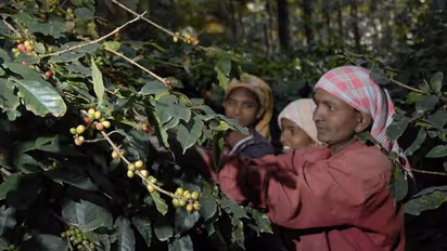 ಕೊಡಗಿನಲ್ಲಿ ಅರೆಬಿಕಾ ಕಾಫಿ ಕೊಯ್ಲು ಆರಂಭ