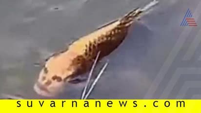 ಚೀನಾ: ಮನುಷ್ಯ ಮುಖ ಹೋಲುವ ಮೀನು ಪತ್ತೆ!