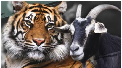 ഇരയായി കൂട്ടിലെത്തിയ മുട്ടനാടിനോട് ഹിമക്കടുവക്ക് സ്നേഹം, അഞ്ചുവർഷത്തെ സഹവാസത്തിനൊടുവിൽ ഹൃദയം നിലച്ച് ആടിന്റെ മരണം