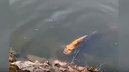 কী কাণ্ড, জলে খেলে বেড়াচ্ছে মানুষের মাথাওয়ালা মাছ, নিমেষে ভাইরাল ভিডিও