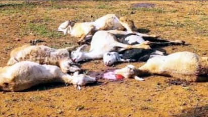 பயங்கர அதிர்ச்சி... விருதுநகர் மாவட்டத்தில் மிரட்டும் ஆந்த்ராக்ஸ் வைரஸ்..!! வாயில் மூக்கில் ரத்தம் வடிந்து உயிரிழந்த 110 ஆடுகள்..!!