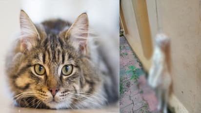 തിരുവനന്തപുരത്ത് ഗര്ഭിണിയായ പൂച്ചയെ കെട്ടിത്തൂക്കി കൊന്നു; പൊലീസ് കേസെടുത്തു