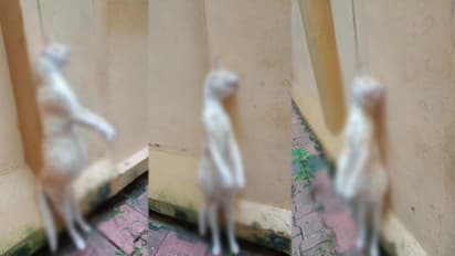 ഗർഭിണിയായ പൂച്ചയെ കെട്ടിത്തൂക്കിയ സംഭവം; പോസ്റ്റ്മോർട്ടം റിപ്പോർട്ട് പുറത്ത്