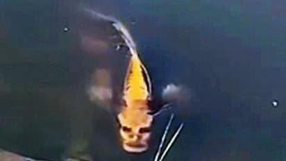 இது உண்மையா...? மனித உருவத்தில் வலம் வரும் அதிசய மீன்..! பார்பவர்களையே மிரளவைக்கும் காட்சி..!