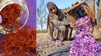 പഹൽഗാം: കുങ്കുമപ്പൂവിന് കിലോയ്ക്ക് വർദ്ധിച്ചത്  75,000 ത്തിലധികം രൂപ; വിപണിയിൽ  കടുത്ത ക്ഷാമം 