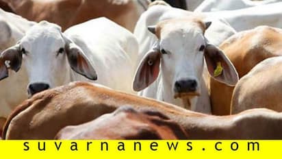 ಅಕ್ರಮವಾಗಿ ಸಾಗಿಸುತ್ತಿದ್ದ 50ಕ್ಕೂ ಹೆಚ್ಚು ಕರುಗಳ ರಕ್ಷಣೆ