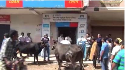 জোড়া গরু নিয়ে গোল্ড লোনের অফিসে, গড়িয়ায় ঋণ চাইলেন 'বেকার যুবকরা'