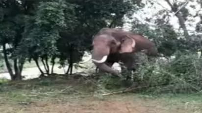 அட்டகாசம் செய்யும் 'அரிசி ராஜா' காட்டுயானை..! மலைக் கோவிலில் தஞ்சமடைந்த கிராமவாசிகள்..!