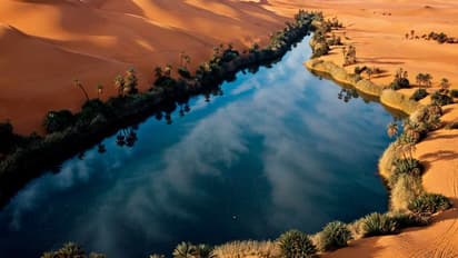 ಮಳೆಯೇ ಕಾಣದ ಸಹಾರಾ ಮರುಭೂಮಿಯಲ್ಲಿ ಮರಗಳು! ಬೆಳೆದಿದ್ದು ಹೇಗೆ?