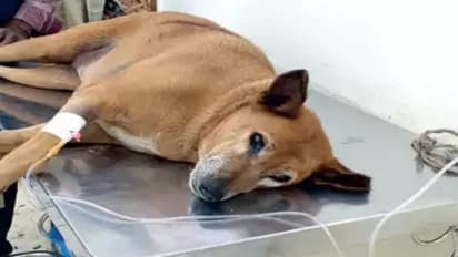 വീടിന് മുന്നിൽ നിന്ന് നിർത്താതെ കുരച്ചു; തെരുവുനായക്ക് നേരെ വെടിയുതിർത്ത് ഡോക്ടർ; അറസ്റ്റ്