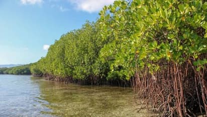 আম্ফানের থাবায় ক্ষতিগ্রস্ত সুন্দরবন, ভূমিক্ষয় রোধে শুরু হল ম্যানগ্রোভ রোপণ কর্মসূচী