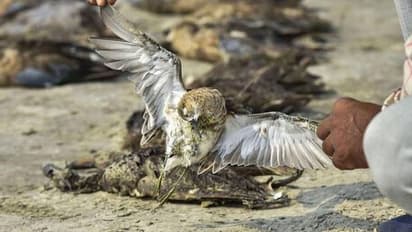 ദേശാടനക്കിളികൾ ഒന്നിനുപിറകെ ഒന്നായി ചത്തുവീഴുന്നു, കാരണമറിയാതെ ഭയപ്പാടിലമർന്ന് ഒരു പ്രദേശം