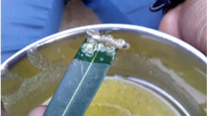 ডালের মধ্যে টিকটিকি, পূর্ব মেদিনীপুর জেলা হাসপাতালে অভুক্তই থাকলেন রোগীরা