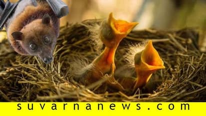 ಮರಿಯನ್ನು ಮನುಷ್ಯರು ಮುಟ್ಟಿದ್ರೆ ಅಮ್ಮಾ ಹಕ್ಕಿ ಅದನ್ನು ದೂರ ಮಾಡುತ್ತಾ?