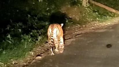 ದಕ್ಷಿಣ ಕೊಡಗಿನಲ್ಲಿ ನಿಲ್ಲದ ಹುಲಿ ಹಾವಳಿ..!