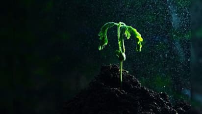 'নিরাময় গাছ'এর জাদু-ছোঁয়া পেতে দুই মাসে ভিড় আড়াই লক্ষ, পুলিশ ছুঁতেই ঘটে গেল ধুন্ধুমার