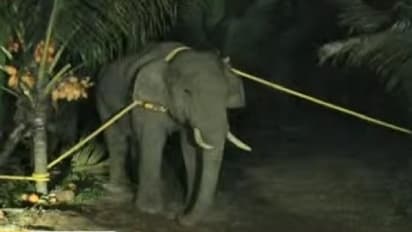 அரிசி ராஜாவை அட்சித் தூக்கிய வனத்துறை !! பொள்ளாச்சி அருகே பிடிபட்டது !!