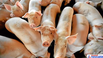 ಕೇರಳದಲ್ಲಿ ಆಫ್ರಿಕನ್ ಹಂದಿಜ್ವರ ಪತ್ತೆ: ಹಂದಿ ಕೊಲ್ಲಲು ಆದೇಶ