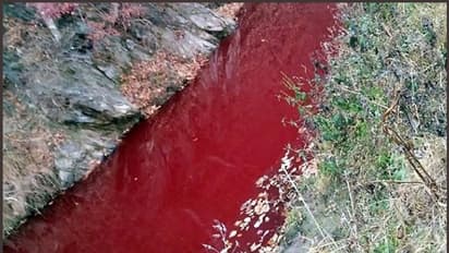47,000 പന്നികളെ അറുത്തു: ചോരപ്പുഴയായി ഒരു നദി