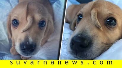 ಮುದ್ದಾದ ನಾಯಿ ಮರಿಯ ಮುಖದ ಮೇಲೊಂದು ಪುಟ್ಟ ಬಾಲ!