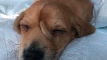 কপালে লেজ, ছোট্ট সারমেয়র ছবিতে বিশ্বজুড়ে তোলপাড়