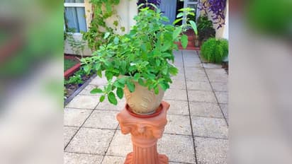 ಭಾನುವಾರ, ಏಕಾದಶಿ ದಿನ ತುಳಸಿಗೆ ನೀರು ಹಾಕಬಾರದು, ಏಕೆ ಗೊತ್ತಾ?