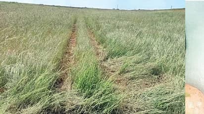 ರನ್‌ವೇ ಬಿಟ್ಟು ಹುಲ್ಲಿಗೆ ಜಾರಿದ ವಿಮಾನ : ಬೆಂಗ್ಳೂರು ಏರ್ಪೋರ್ಟಲ್ಲಿ ತಪ್ಪಿದ ದುರಂತ!