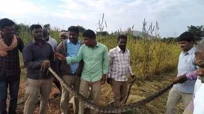 ತುಮಕೂರು: ರಾಗಿ ಹೊಲದಲ್ಲಿತ್ತು ಬೃಹತ್ ಗಾತ್ರದ ಎರಡು ಹೆಬ್ಬಾವು..!