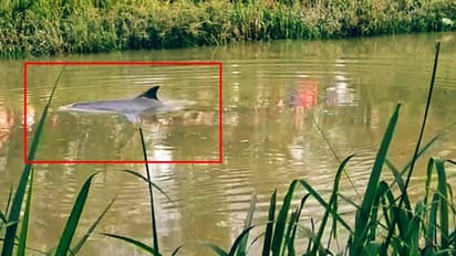 বঙ্গের প্রত্যন্ত গ্রামে হাজির ডলফিন বাবাজী, খেলা দেখিয়ে জিতে নিল সকলের মন