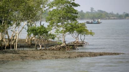 বিশ্ব হেরিটেজের তালিকাভুক্ত জলাজমি বোজানোর চেষ্টা, নাম জড়াল তৃণমূল প্রধানের