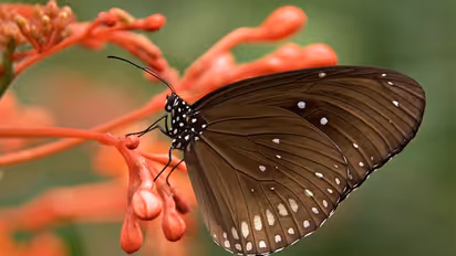 ರೈತರಿಗೆ ಸಂತಸದ ಸುದ್ದಿ: ಚಿಟ್ಟೆ ಗುರುತು ಹೇಳಲು ಬಂದಿದೆ ಆ್ಯಪ್‌