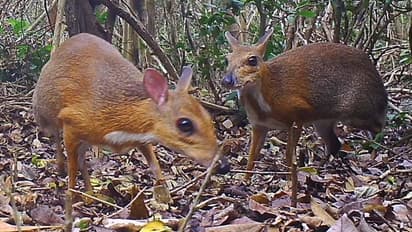 മാനോ എലിയോ? എങ്ങും കാണാനില്ലാതിരുന്ന സുന്ദരന്മൃഗത്തെ പകര്ത്തി ക്യാമറകള്