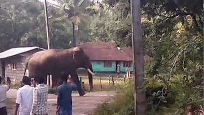 ಊರಲ್ಲಿ ರಾಜಾರೋಷವಾಗಿ ಸಂಚರಿಸುತ್ತಿರುವ ಗಜರಾಜ
