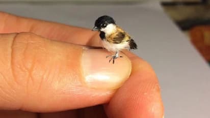 Fact Check| ಜಗತ್ತಿನ ಅತಿ ಪುಟ್ಟ ಪಕ್ಷಿ ಹಮ್ಮಿಂಗ್‌ ಬರ್ಡ್‌ ನೋಡಿ!
