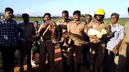 ஆட்டை உயிருடன் விழுங்கிய 15 அடி நீள மலைப்பாம்பு..! பார்த்தவர்களை மிரள வைத்த காட்சி..!