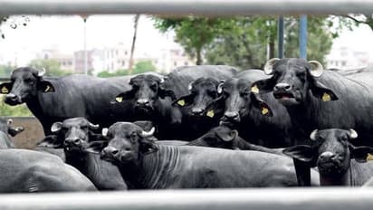 గుంటూరు సచివాలయంలో గేదెలు.. యేడాదిగా ఫిర్యాదు చేస్తున్నా వినకపోవడంతో...