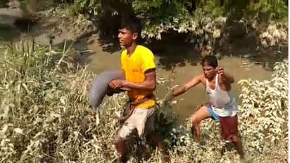 পূর্ব মেদিনীপুরের উল্টো ছবি হাওড়ায়, বন দফতরের তৎপরতায় বাঁচল ডলফিন