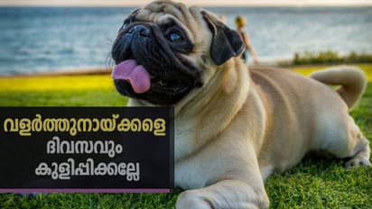 ഇക്കാര്യങ്ങള് ശ്രദ്ധിച്ചില്ലെങ്കില് അരുമമൃഗങ്ങള്ക്ക് അസുഖം വരാം...