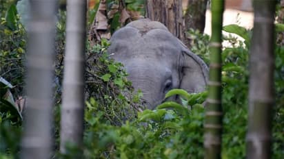 കൊലകൊല്ലി ആനയ്ക്കായി പത്തുദിവസത്തെ തിരച്ചിൽ, ആകാശത്ത് കണ്ണുകളായി ഡ്രോണുകൾ, ഒടുവിൽ ആനയെ തളച്ച് എംഎൽഎ