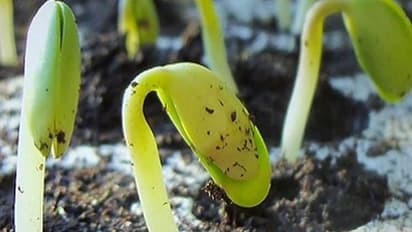 ജൈവാവശിഷ്ടങ്ങള് കത്തിക്കാതെ അന്തരീക്ഷ മലിനീകരണം തടയാം; പരിസ്ഥിതി സൗഹൃദ ഉത്പന്നവുമായി കാന് ബയോസിസ്