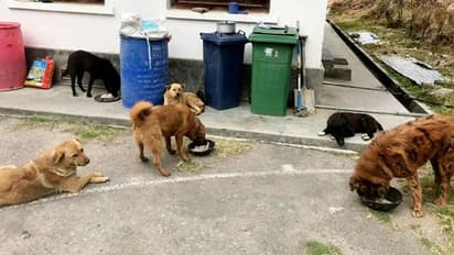 തെരുവുനായകള് കൂടുന്നു, നമുക്കും കണ്ടുപഠിക്കാവുന്ന നയം സ്വീകരിച്ച് ഈ ഭൂട്ടാന് നഗരം