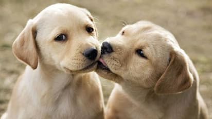 ಮನೆಯಲ್ಲಿ ನಾಯಿ ಸಾಕಿದ್ರೆ ದಾಂಪತ್ಯ ಜೀವನ ಸುಖಮಯ!