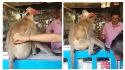 টোটোয় চেপে ওষুধের দোকানে, জখম হনুমানের বুদ্ধিতে থ মল্লারপুর