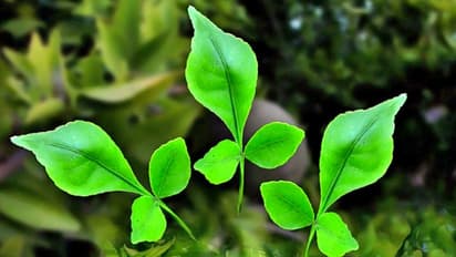 18 नवंबर को शुभ योग में करें बिल्वपत्र का ये आसान उपाय, बढ़ सकती है आपकी इनकम