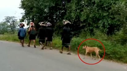 শবরীমালা পুণ্যার্থীদের সঙ্গে ৪৮০ কিমি হাঁটল রাস্তার কুকুর, ছড়িয়ে পড়ল ছবি