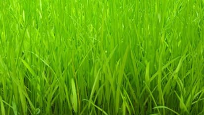 മണ്ണില്ലാതെ നെല്ക്കൃഷി ചെയ്യാം, ഉത്പാദനം വര്ധിപ്പിക്കാം